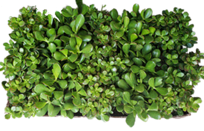 Assortment Jade